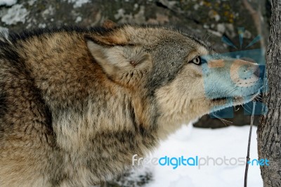 Gray Wolf Stock Photo