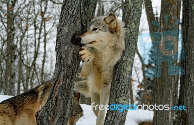 Gray Wolf Stock Photo