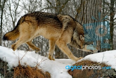 Gray Wolf Stock Photo