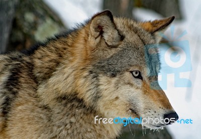 Gray Wolf Stock Photo