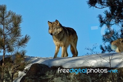 Gray Wolf Stock Photo