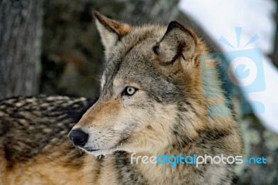 Gray Wolf Stock Photo