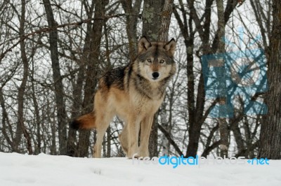 Gray Wolf Stock Photo