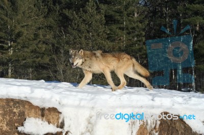 Gray Wolf Stock Photo