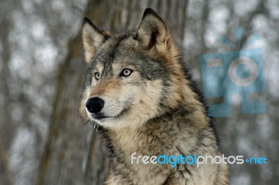 Gray Wolf Stock Photo