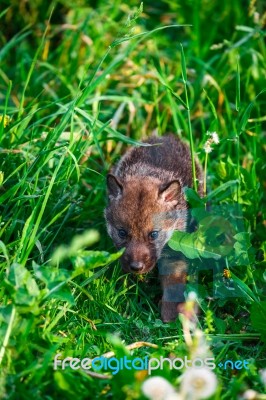 Gray Wolf Cubs In A Grass Stock Photo