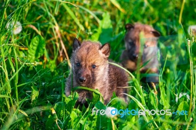 Gray Wolf Cubs In A Grass Stock Photo