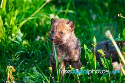 Gray Wolf Cubs In A Grass Stock Photo