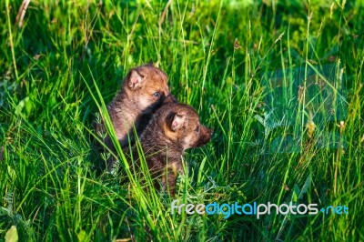 Gray Wolf Cubs In A Grass Stock Photo