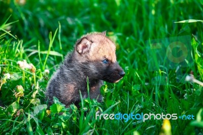 Gray Wolf Cubs In A Grass Stock Photo