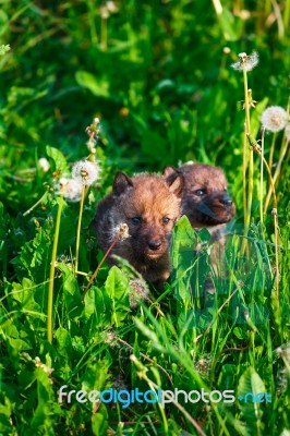 Gray Wolf Cubs In A Grass Stock Photo