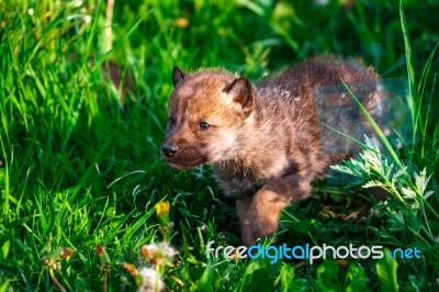 Gray Wolf Cubs In A Grass Stock Photo