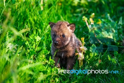 Gray Wolf Cubs In A Grass Stock Photo