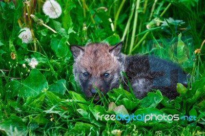 Gray Wolf Cubs In A Grass Stock Photo