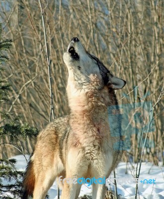 Gray Wolf Howling Stock Photo