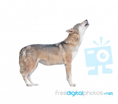 Gray Wolf Howling Isolated Stock Photo