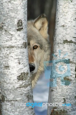 Gray Wolf In The Birches Stock Photo