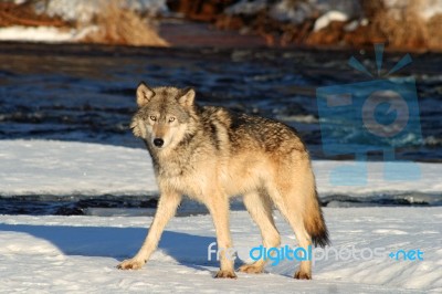 Gray Wolf On A Riverbank Stock Photo