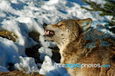 Gray Wolf Snarling Stock Photo