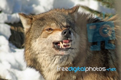 Gray Wolf Snarling Stock Photo