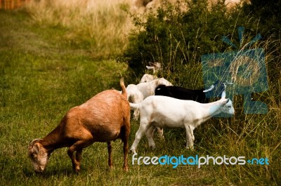 Grazing Flock Of Goats Stock Photo