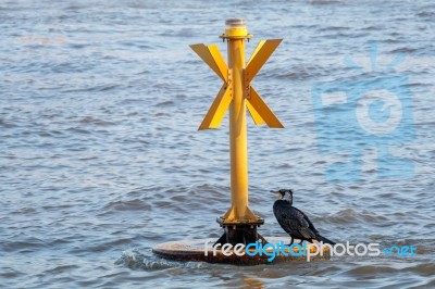 Great Black Cormorant In Breeding Plumage Stock Photo