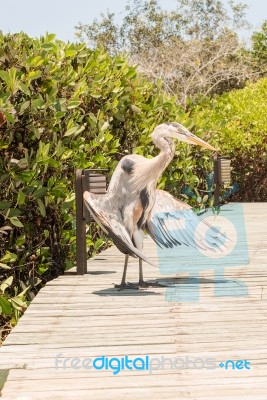 Great Blue Heron Stock Photo