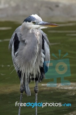 Great Blue Heron Stock Photo