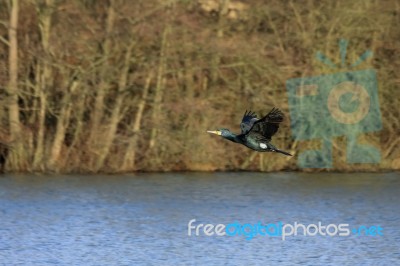 Great Cormorant (phalacrocorax Carbo) Stock Photo