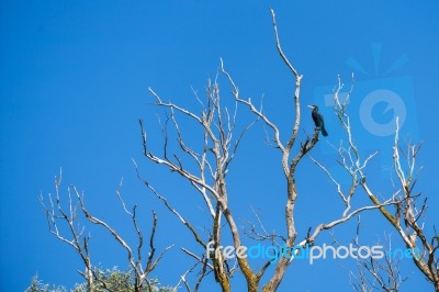 Great Cormorant (phalacrocorax Carbo) Perched In A Tree In The D… Stock Photo