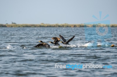 Great Cormorants (phalacrocorax Carbo) In The Danube Delta Stock Photo