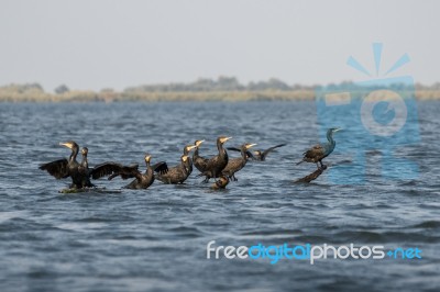 Great Cormorants (phalacrocorax Carbo) In The Danube Delta Stock Photo