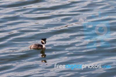 Great Crested Grebe  (podiceps Cristatus) Stock Photo