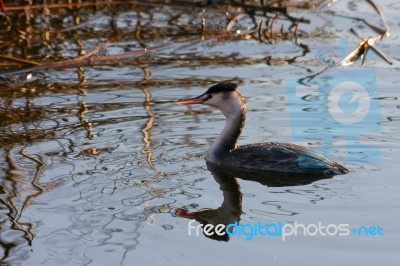 Great Crested Grebe  (podiceps Cristatus) Stock Photo