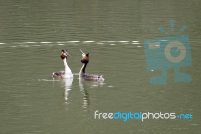 Great Crested Grebes  (podiceps Cristatus) Stock Photo