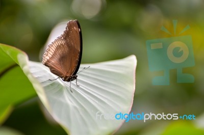 Great Eggfly Butterfly (hypolimnas Bolina) Stock Photo