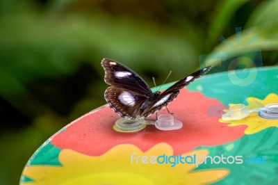 Great Eggfly Butterfly (hypolimnas Bolina) Stock Photo