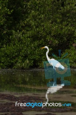 Great Egret Stock Photo