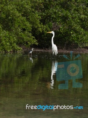 Great Egret Stock Photo