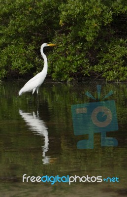 Great Egret Stock Photo