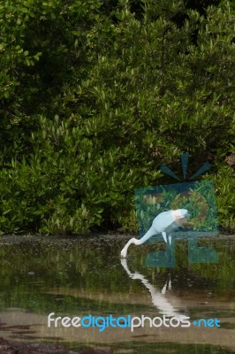 Great Egret Stock Photo