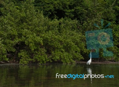 Great Egret Stock Photo