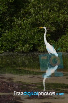 Great Egret Stock Photo