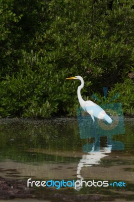 Great Egret Stock Photo