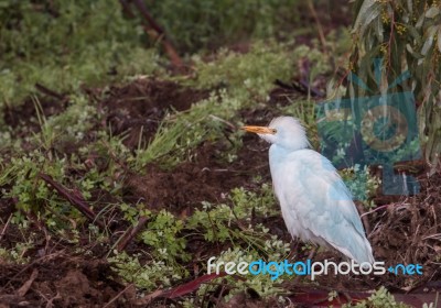 Great Egret Bird Stock Photo