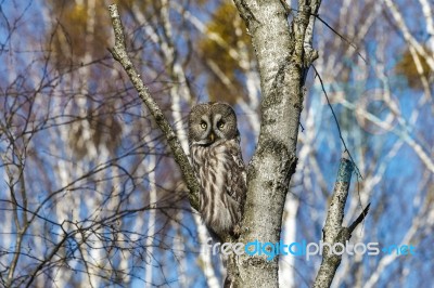 Great Gray Owl Stock Photo