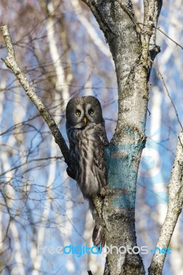 Great Gray Owl Stock Photo