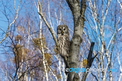 Great Gray Owl Stock Photo