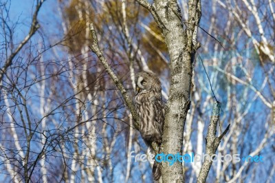 Great Gray Owl Stock Photo