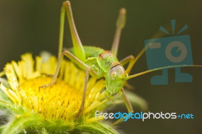 Great Green Bush-cricket (tettigonia Viridissima) Stock Photo